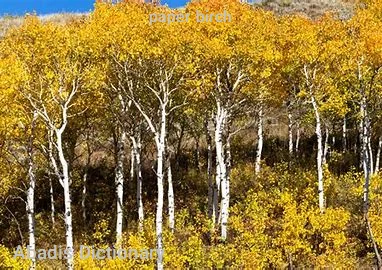 paper birch